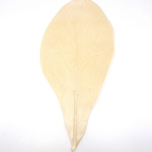Frost Leaf